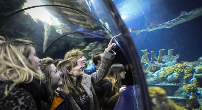 Bristol Aquarium - Bristol