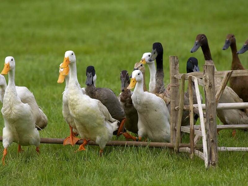 archery & duck herding